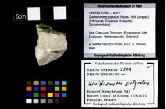 Foto (Objekt + Etikett) von Goniodromites polyodon (Reuss, 1858)  (NHMW-GEO-1990-0041-2509)